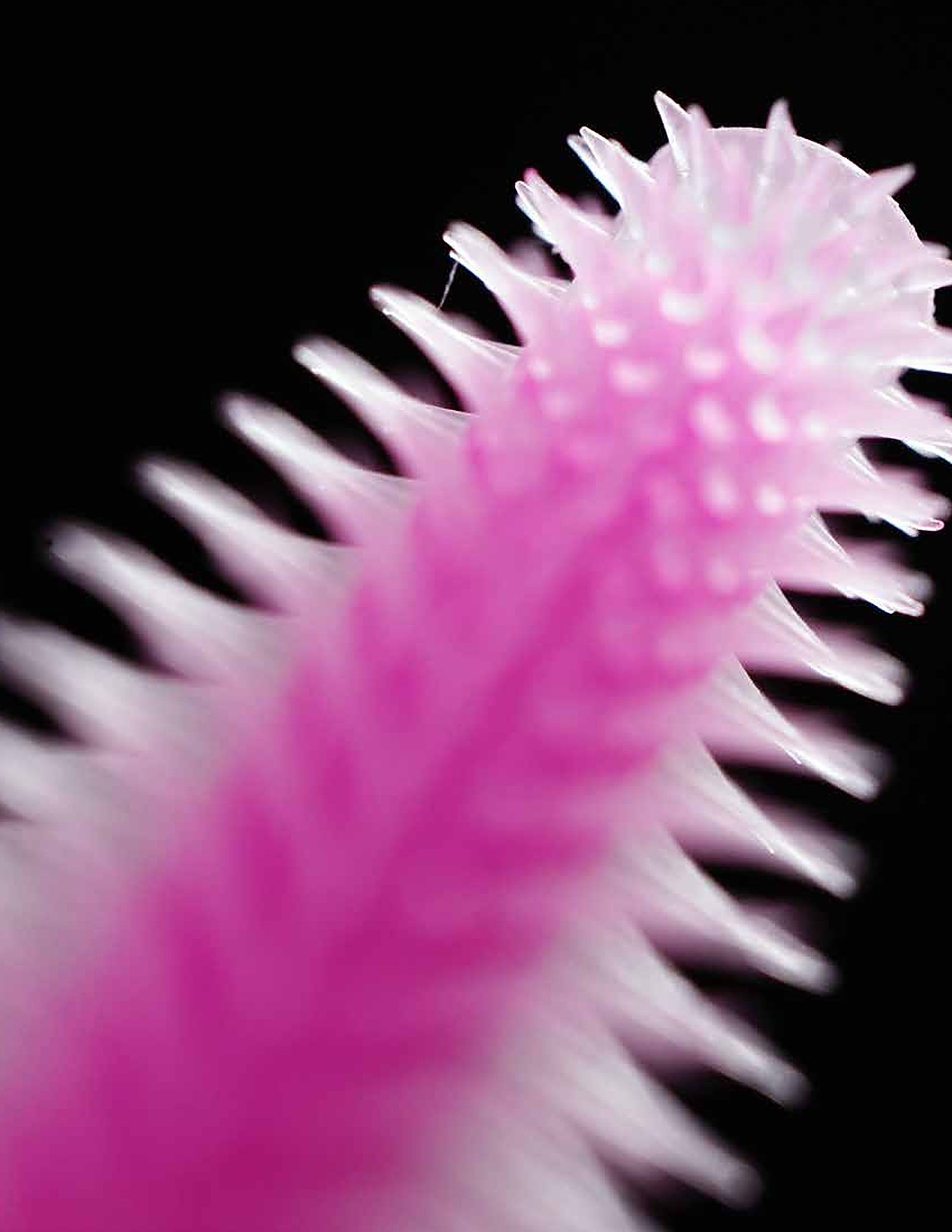 Pink spiked silicone form on black